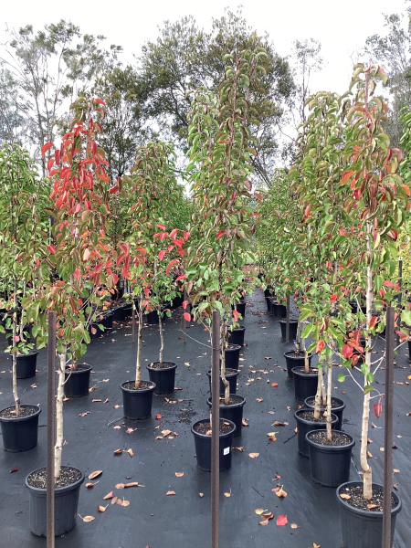 Pyrus Calleryana 'Cleveland Select' (Cleveland Select Pear)