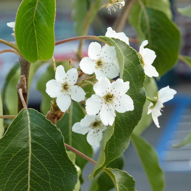 Pyrus betulaefolia ‘Southworth Dancer™’