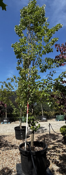 Pyrus Calleryana (Capital Pear) CLEARANCE