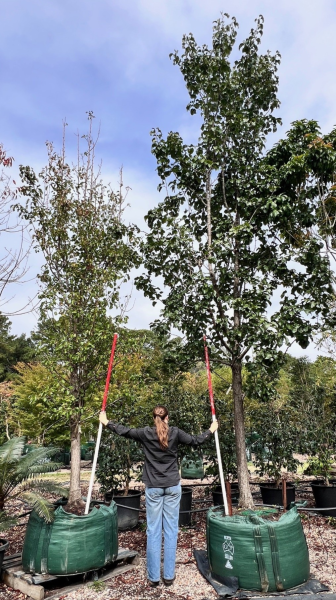 Pyrus Calleryana 'Chanticleer' (Chanticleer Ornamental Pear)