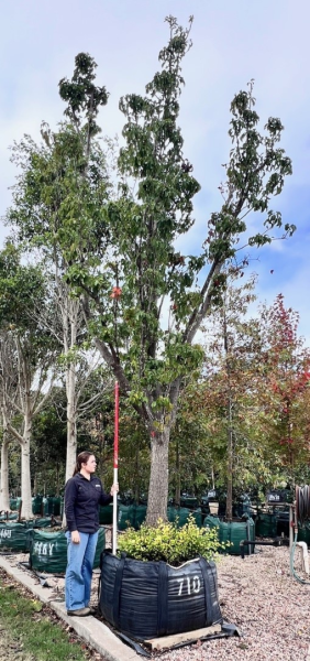 Pyrus Calleryana 'Red Spire' (Red Spire Pear Tree)