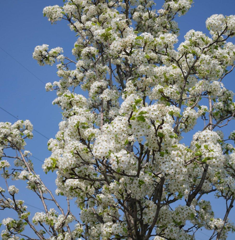 Pyrus × Triploida ‘Chastity’ (Chastity Ornamental Pear)