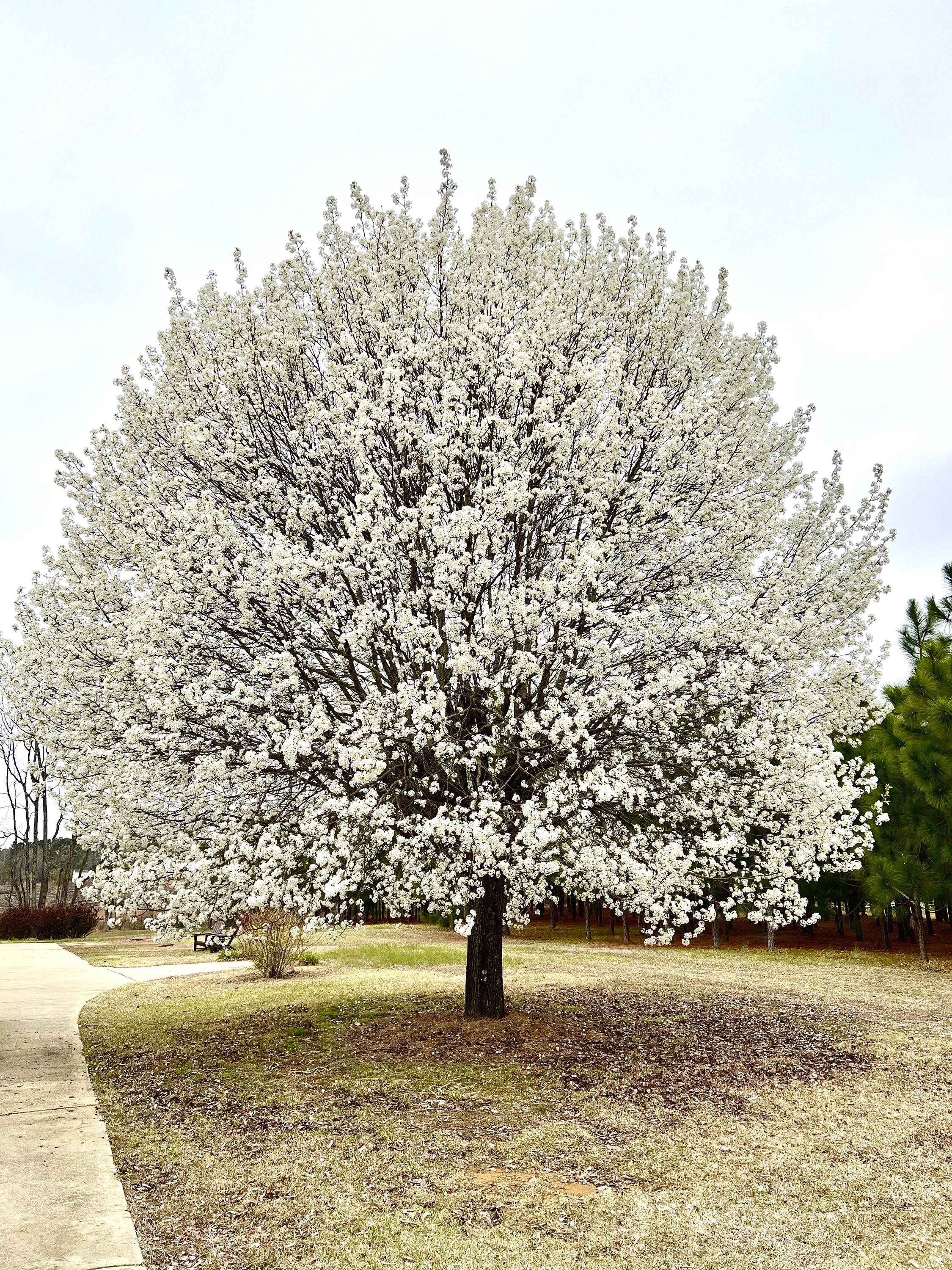 Pyrus Calleryana (Callery Pear)