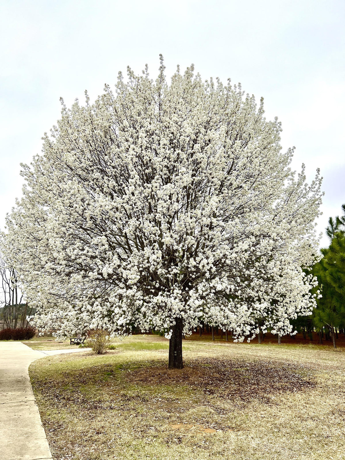 Pyrus Calleryana (Callery Pear)
