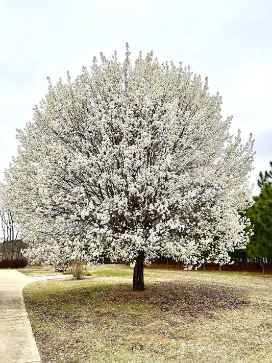 Pyrus Calleryana (Callery Pear)