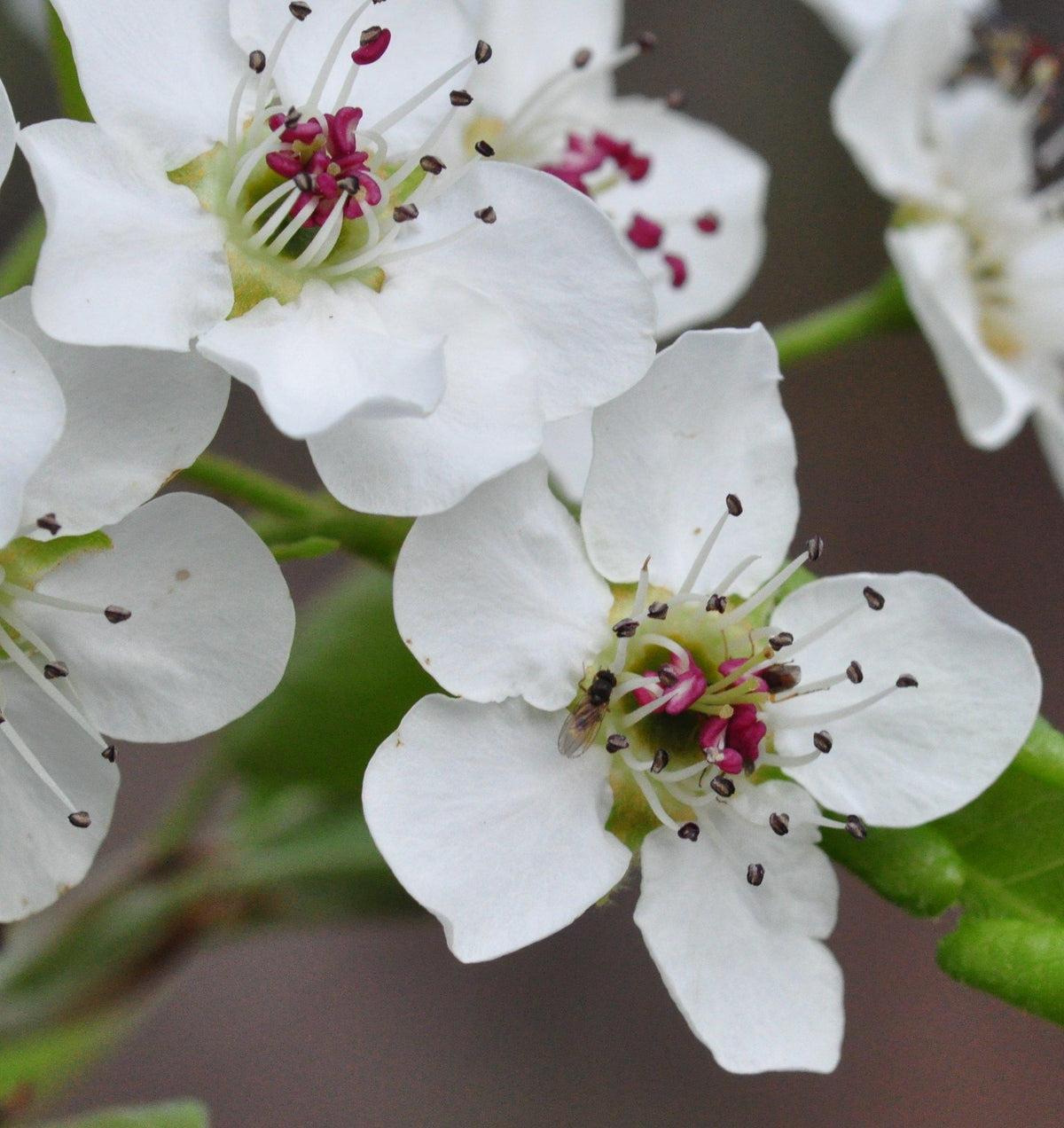 Pyrus Calleryana (Callery Pear)