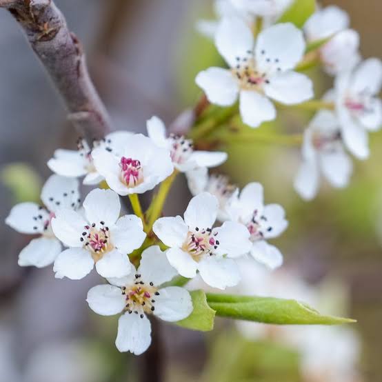 Pyrus Calleryana (Callery Pear)