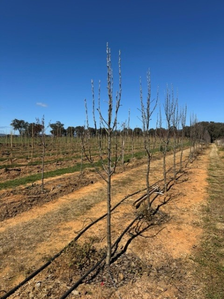 Pyrus Calleryana 'Capital' (Capital Pear)