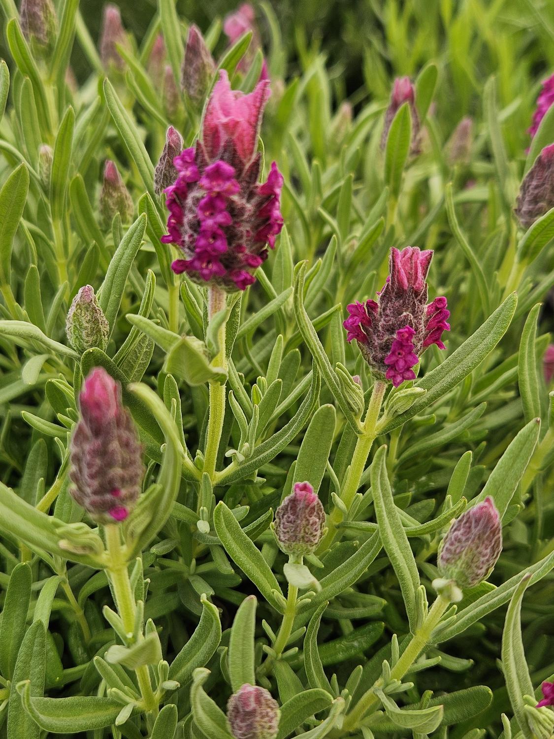 Lavandula Stoechas ‘Bella Pink’ (Bella Pink Lavender)