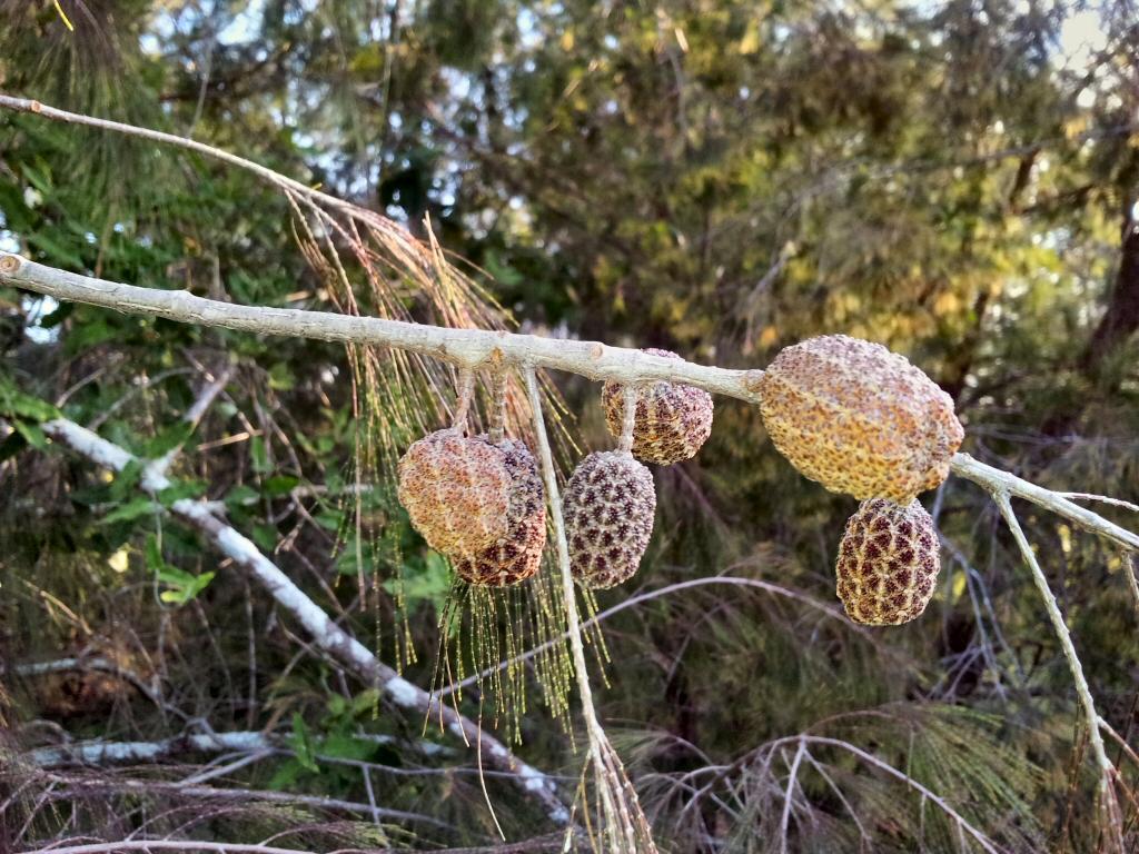 Allocasuarina torulosa (Forest Oak)