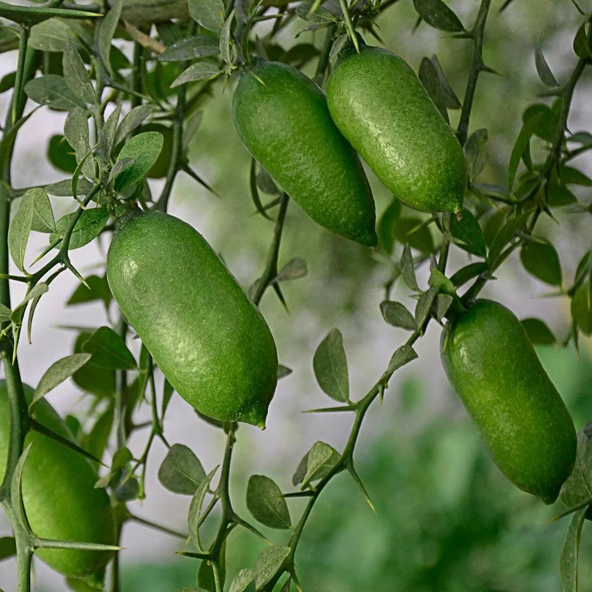 Citrus australasica 'Green Sapphire' (Green Sapphire Finger Lime)
