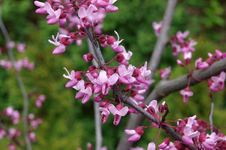 Cercis canadensis ‘Forest Pansy’ (Eastern Redbud)
