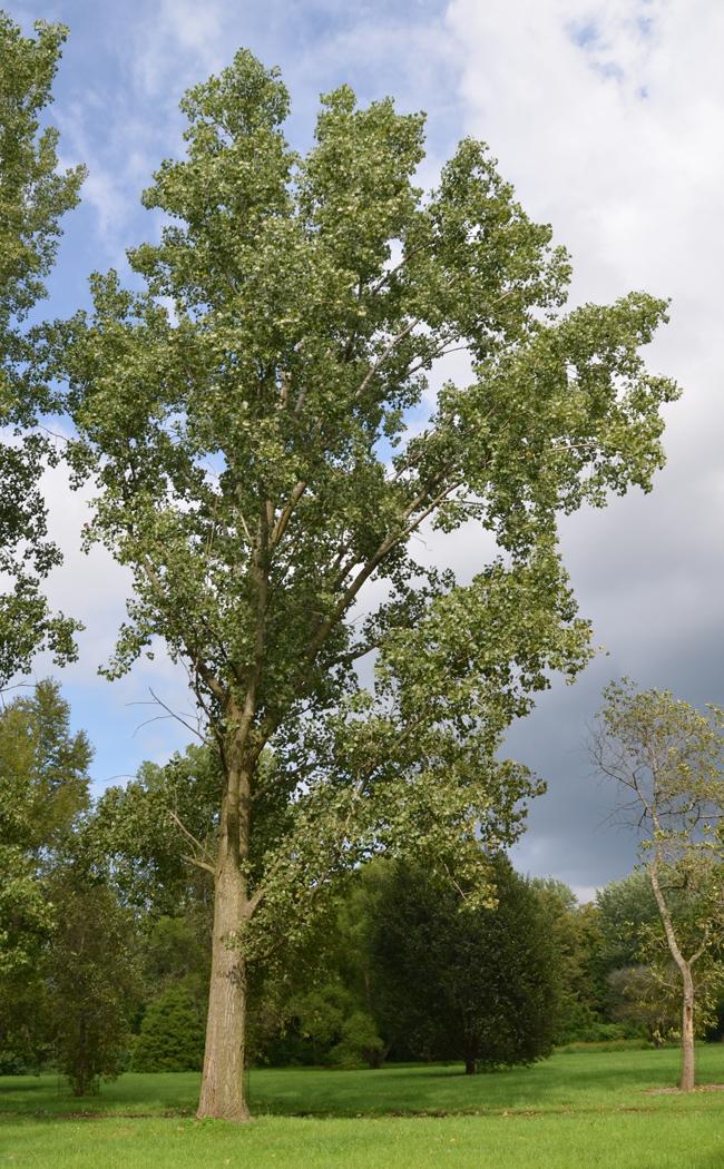 Populus deltoides (Eastern Cottonwood)