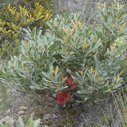 Banksia Caleyi (Caley’s Banksia)