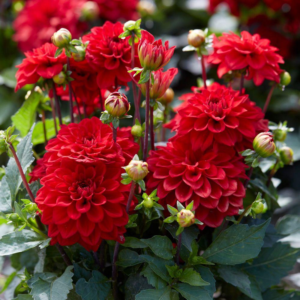 Dahlia 'Imagine Mini Red' (Imagine Mini Red Dahlia)