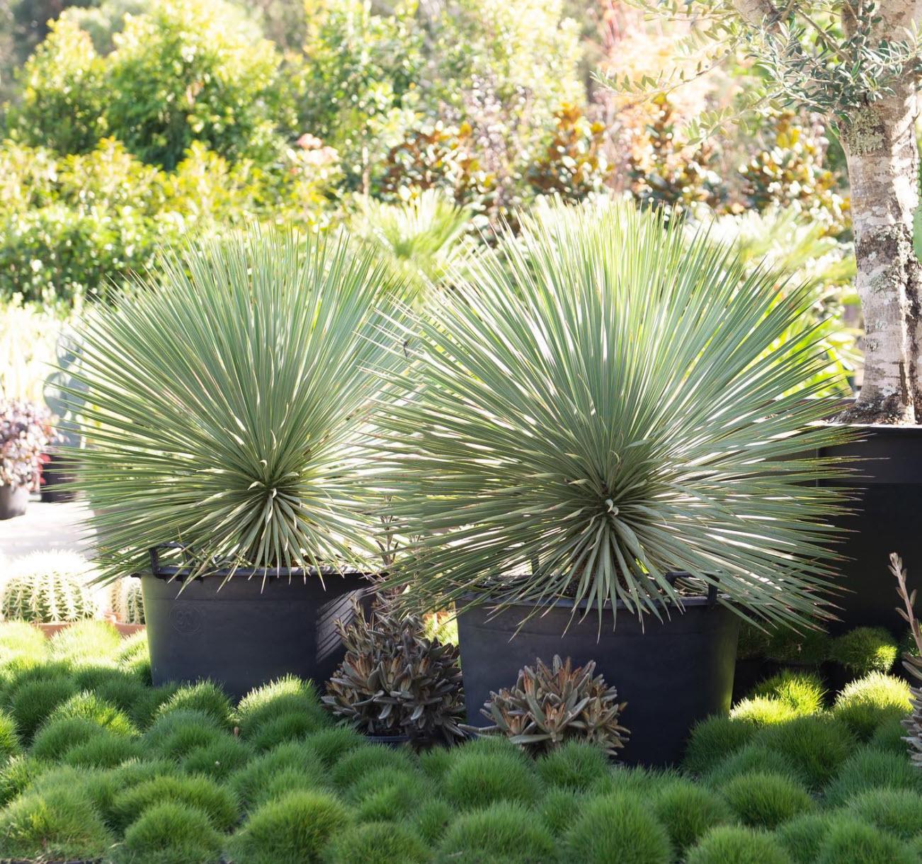Yucca Rostrata ‘Sapphire Skies’ (Sapphire Skies Beaked Yucca)