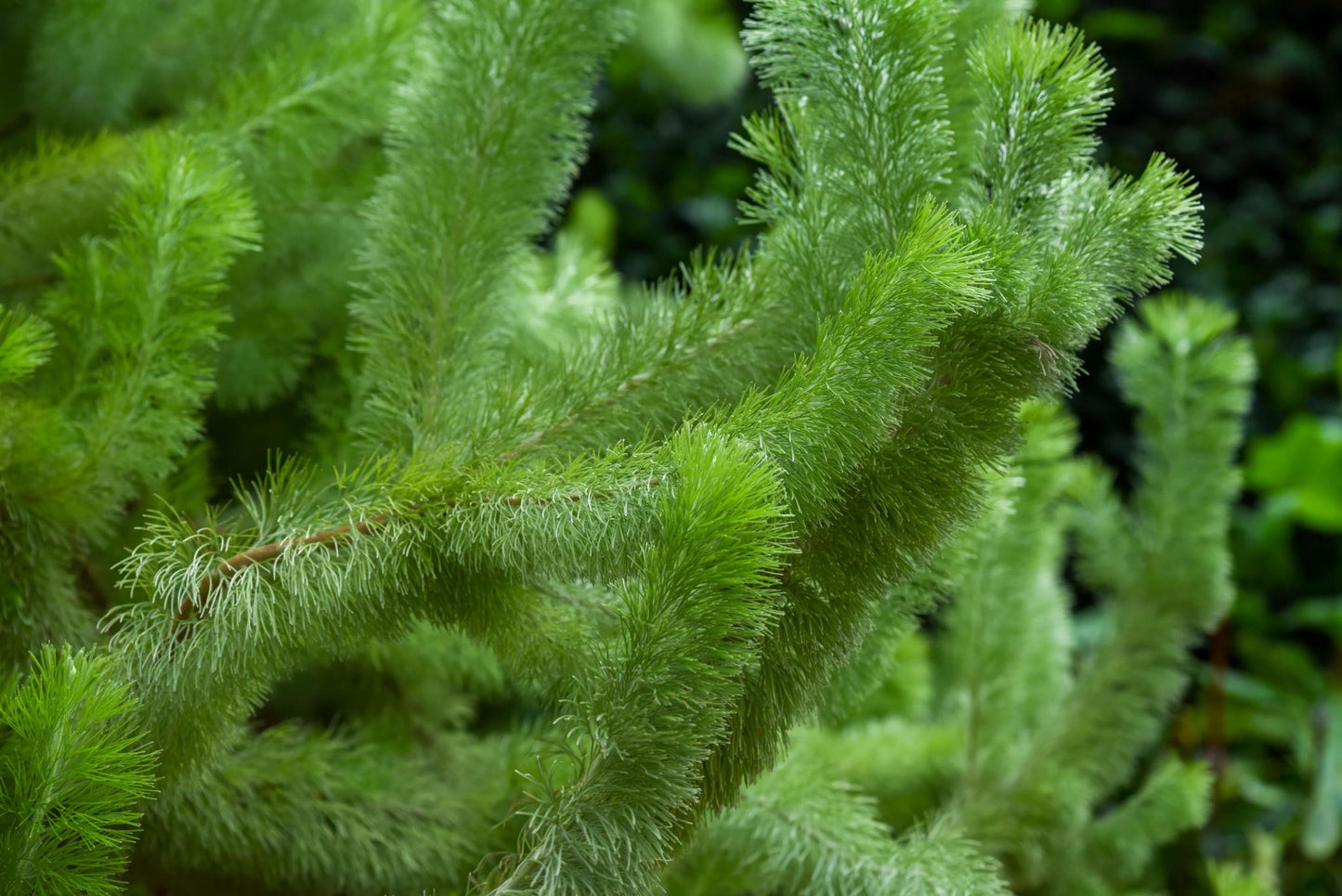 Adenanthos Sericeus ‘Compacta’ (Dwarf Woolly Bush)