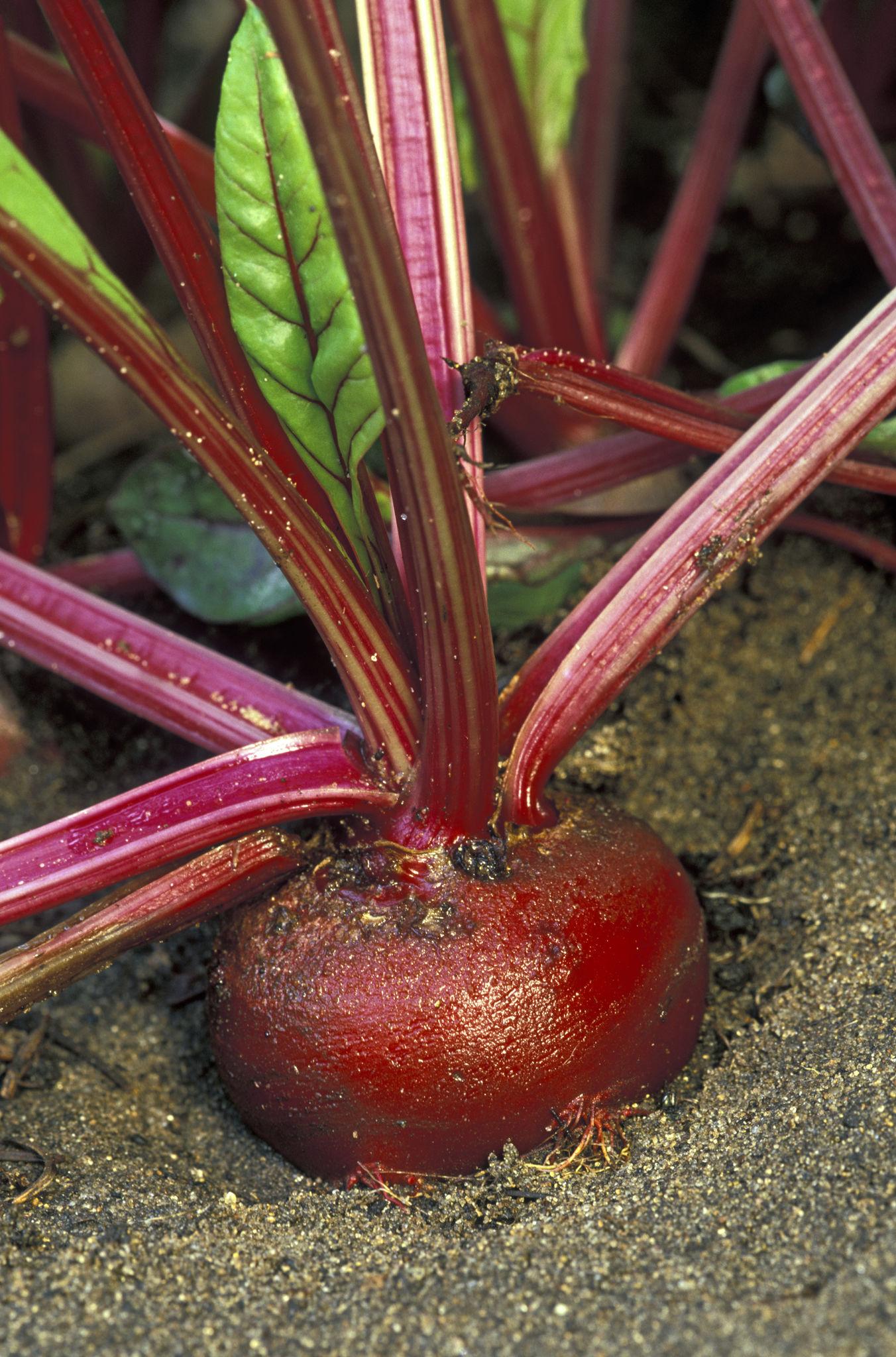 Beta Vulgaris Var. Crassa ‘Detroit Red’ (Detroit Red Beetroot)