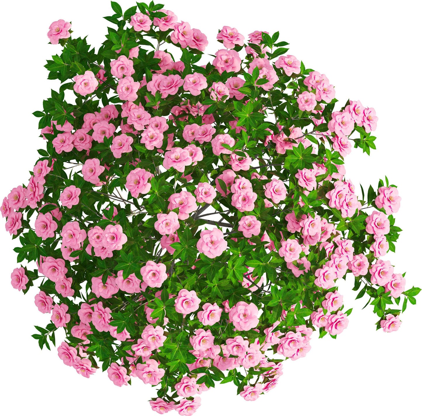 Camellia Sasanqua (Sasanqua Camellia)