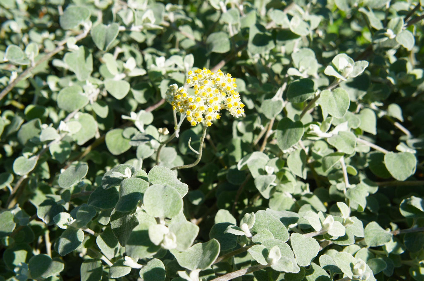 Helichrysum Petiolare ‘Silver Lining’ (Licorice Plant)