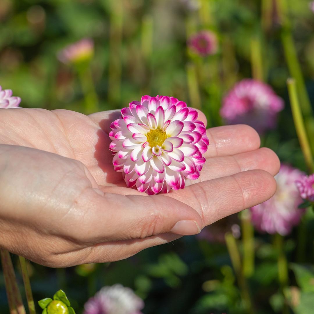 Dahlia 'Imagine Mini Bicolour' (Imagine Mini Bicolour Dahlia)