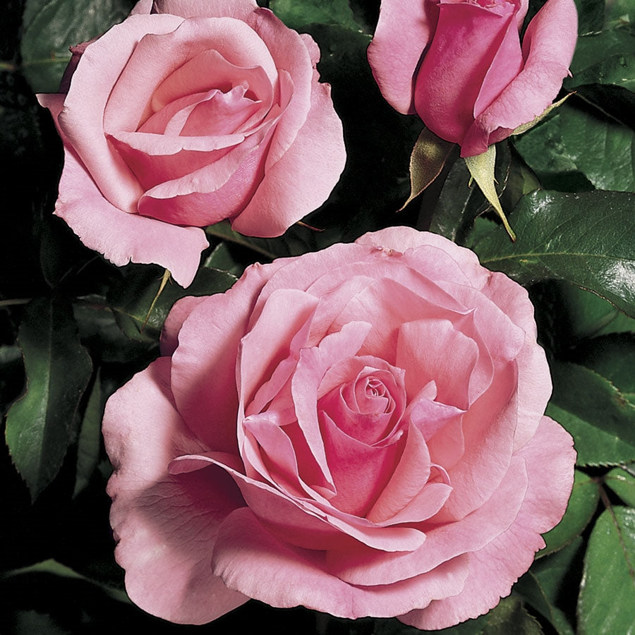 Rosa 'Queen Elizabeth' (Queen Elizabeth Grandiflora Rose)