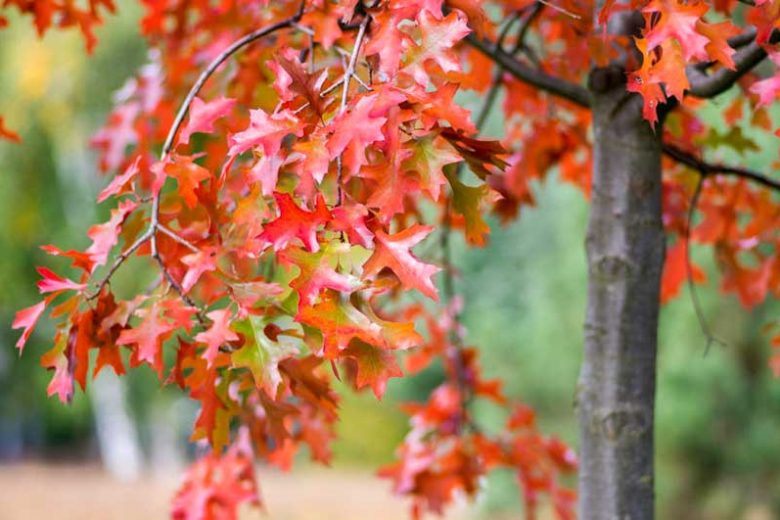 Quercus coccinea (Scarlet Oak)