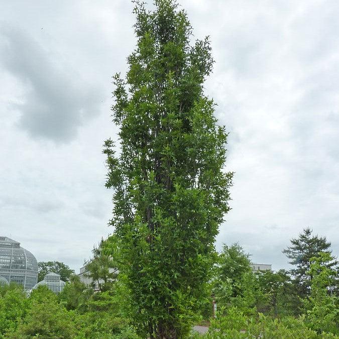 Quercus Palustris ‘Pringreen Green Pillar®’
