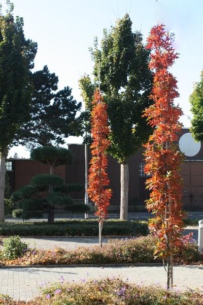 Quercus Palustris ‘Pringreen Green Pillar®’
