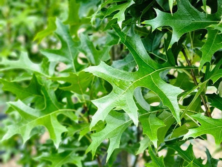 Quercus Palustris ‘Pringreen Green Pillar®’