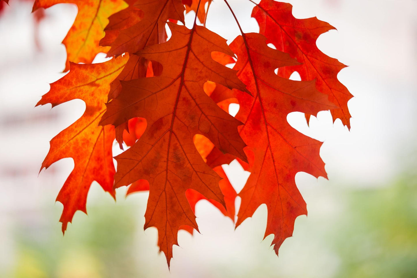 Quercus Rubra ‘Rubra Red Oak’