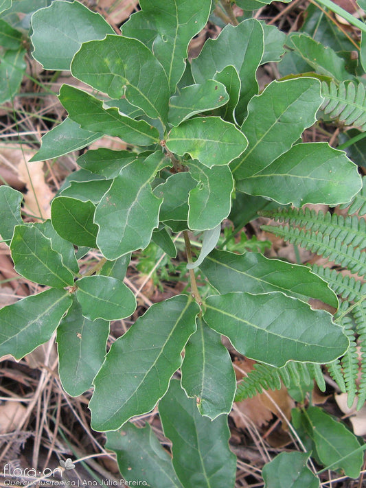 Quercus lusitanica (Portuguese Oak)