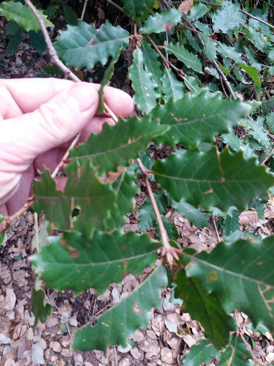 Quercus lusitanica (Portuguese Oak)