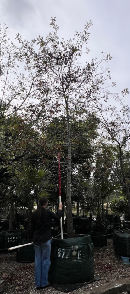 Quercus Palustris (Pin Oak)