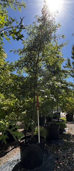 Quercus Palustris (Pin Oak)