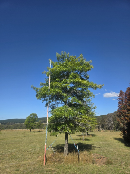 Quercus Palustris (Pin Oak)