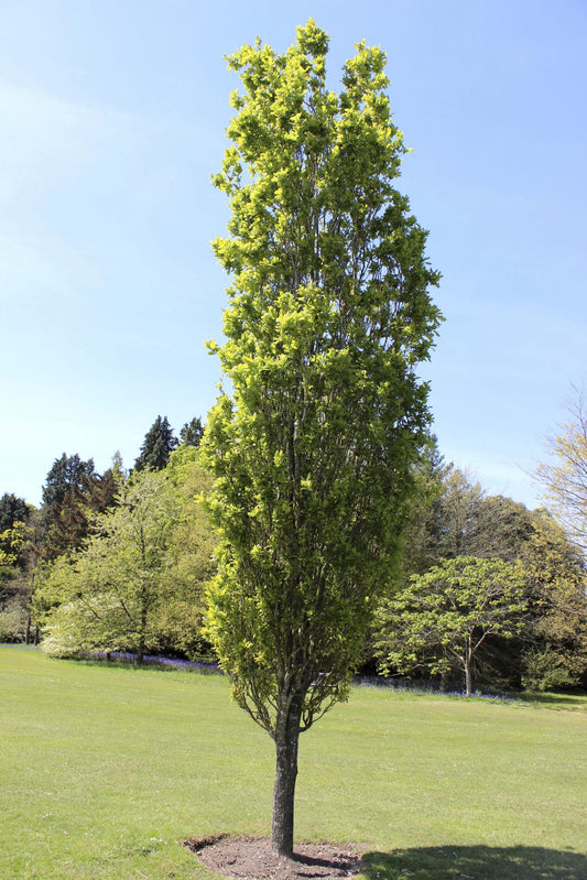 Quercus Robur ‘Fastigiata’ (Upright English Oak)