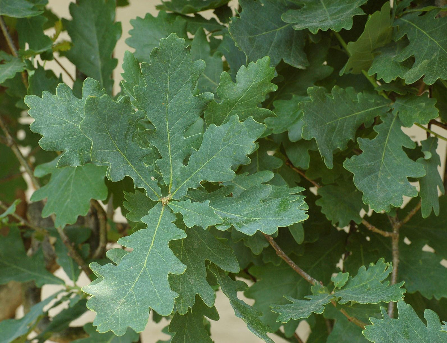Quercus Robur ‘Fastigiata’ (Upright English Oak)