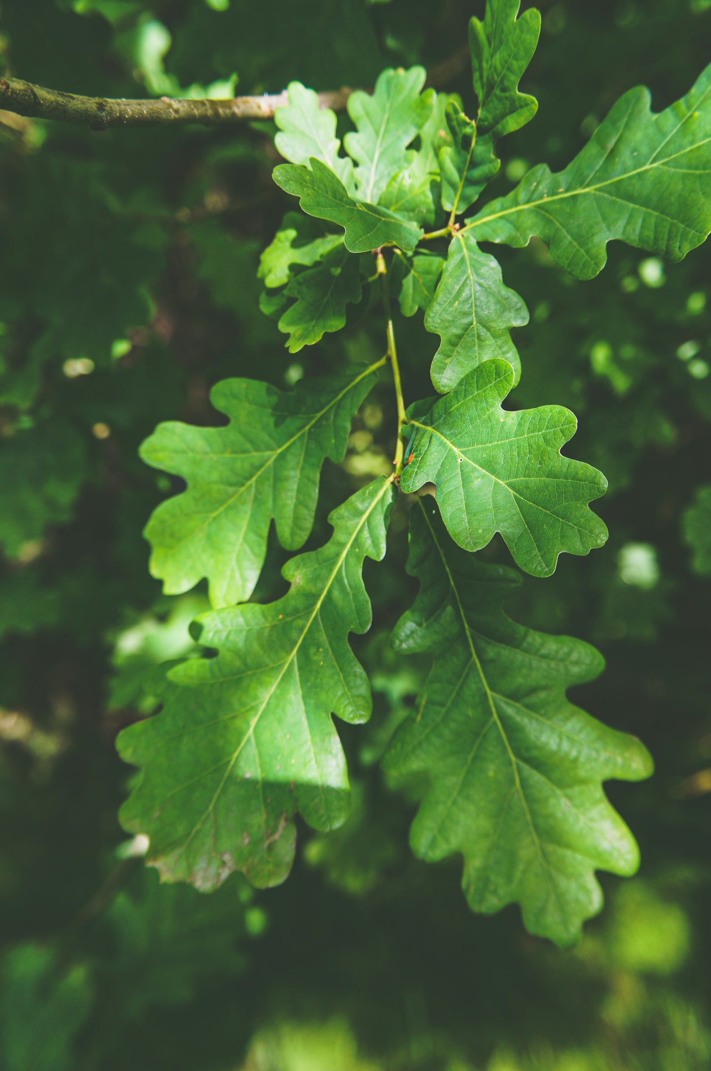 Quercus lusitanica (Portuguese Oak)
