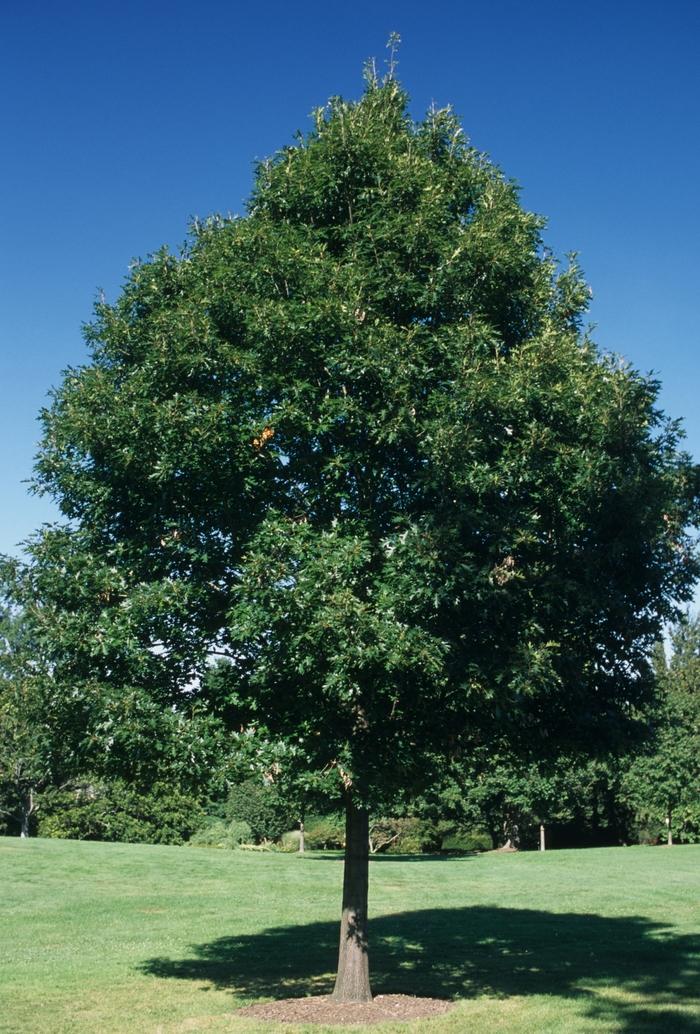 Quercus Rubra ‘Rubra Red Oak’