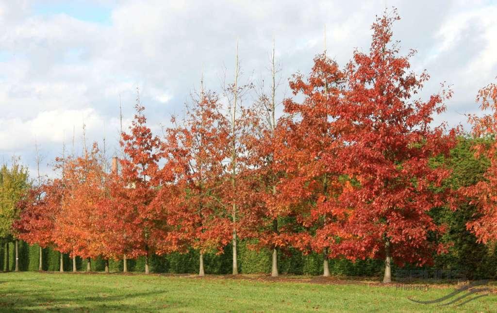 Quercus Rubra ‘Rubra Red Oak’