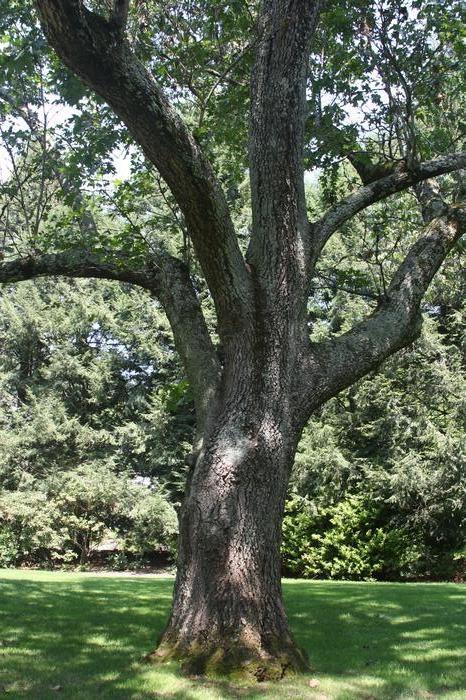 Quercus Rubra ‘Rubra Red Oak’