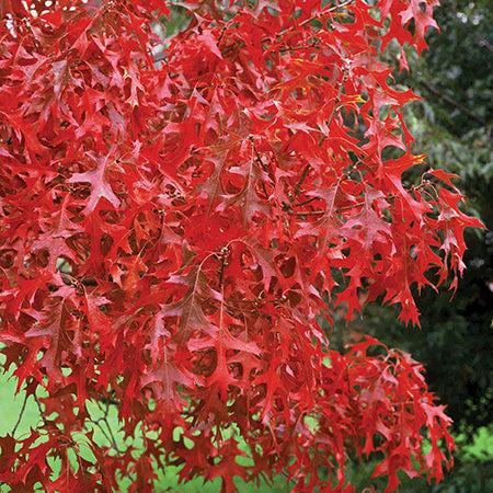 Quercus Rubra ‘Rubra Red Oak’