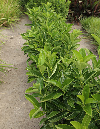 Viburnum odoratissimum (VOQ1) Quick Fence™