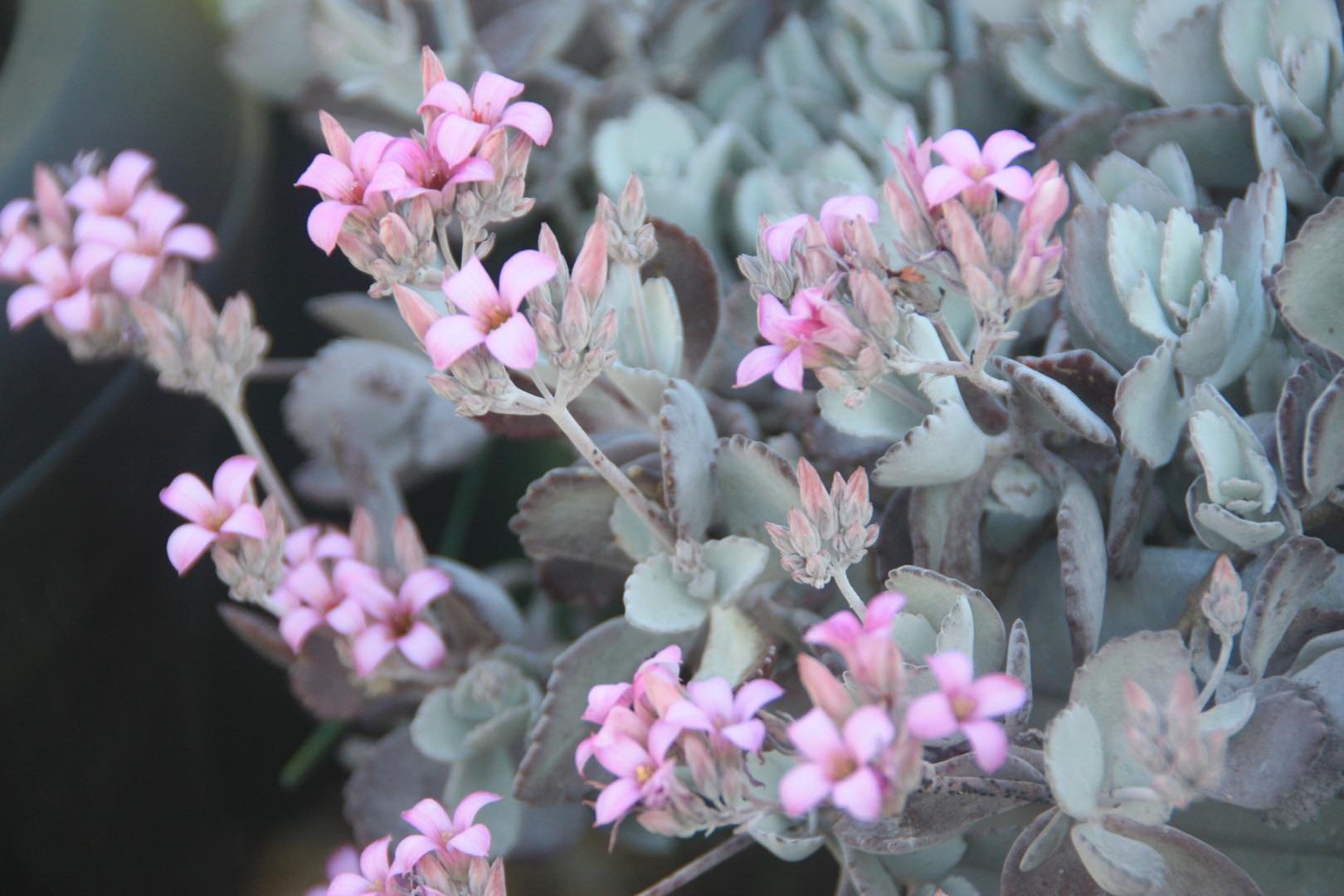 grey succulent with pink flowers Kalanchoe Quicksilver – Silvery-Grey Succulent with Soft Foliage