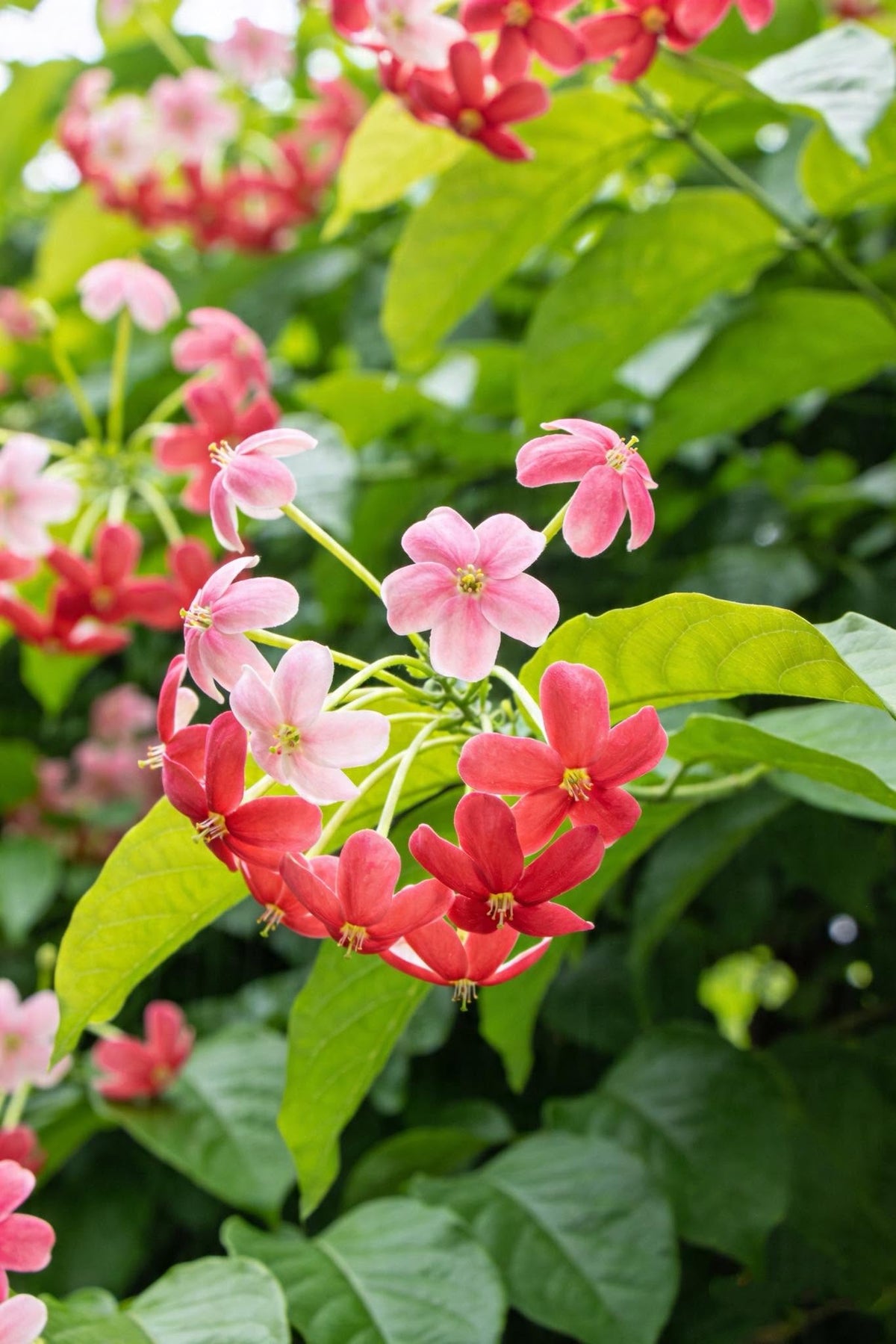 Quisqualis Indica (Rangoon Creeper)