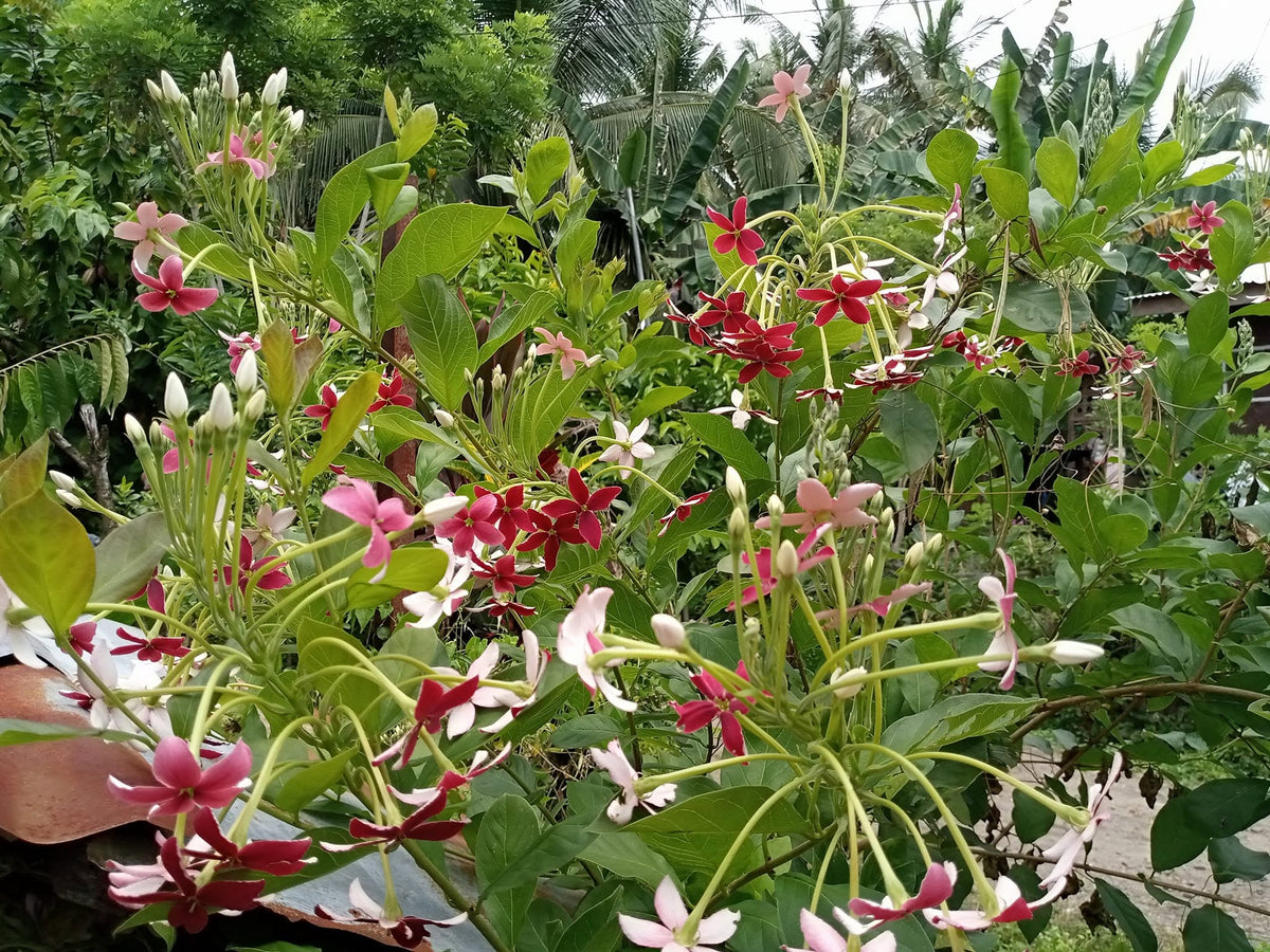 Quisqualis Indica (Rangoon Creeper)