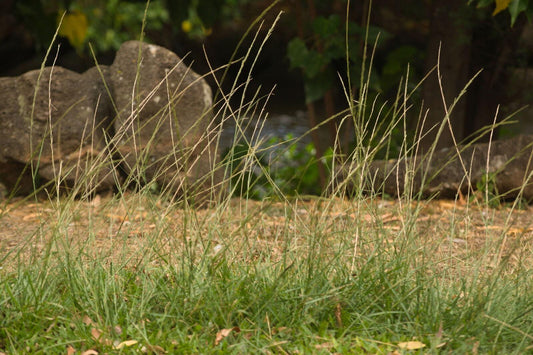 Sporobolus Elongatus (Slender Rat’s Tail Grass)