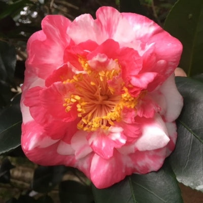 Camellia japonica ‘RL Wheeler Variegata’