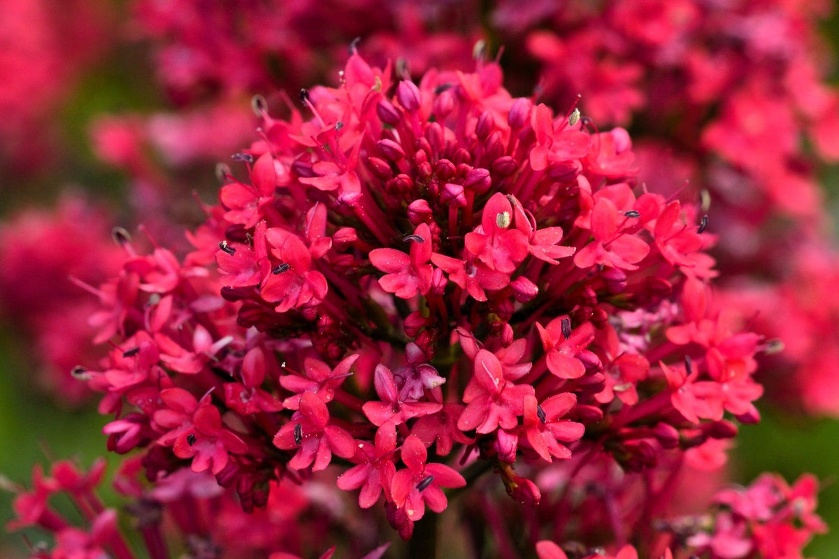 Centranthus Ruber (Red Valerian)